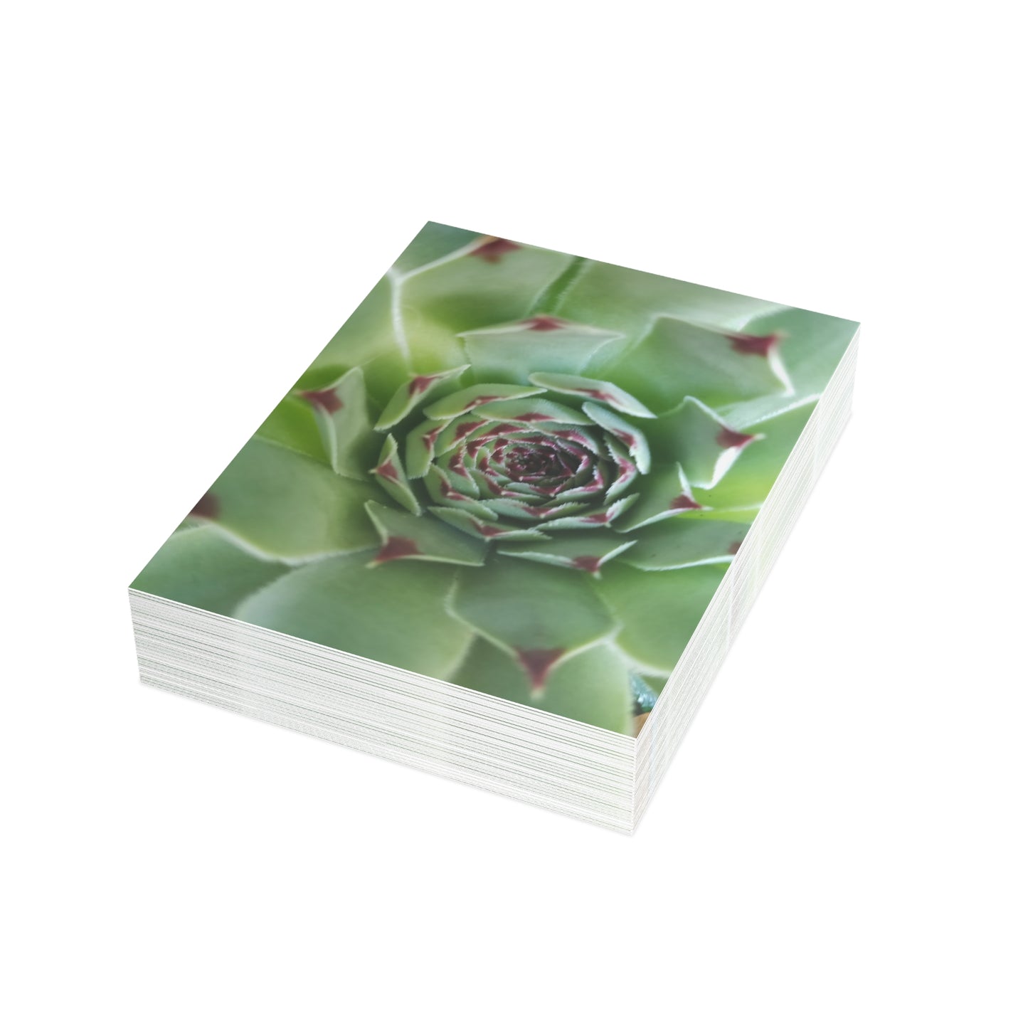 Pale Green Spiky Succulent Postcard – Botanical Art Print for Calm Minimalist Correspondence and Decor