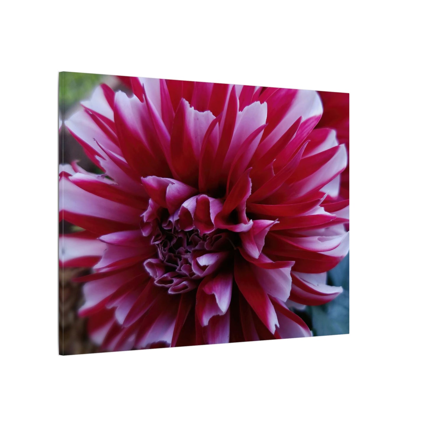 Red and White Dahlia Canvas Print – Bright Floral Nature Photography Wall Art