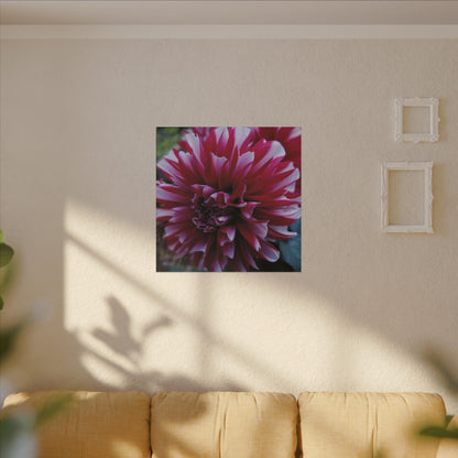 Red and White Dahlia Canvas Print – Bright Floral Nature Photography Wall Art