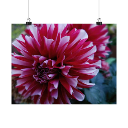 Red and White Dahlia Wall Poster – Botanical Floral Art Print, Cottagecore Summer Bloom Decor