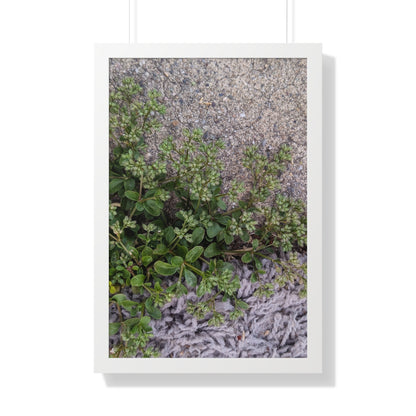Where the Allseed Grows Framed Print – Urban Nature Minimalist Botanical Wall Art with Concrete Texture