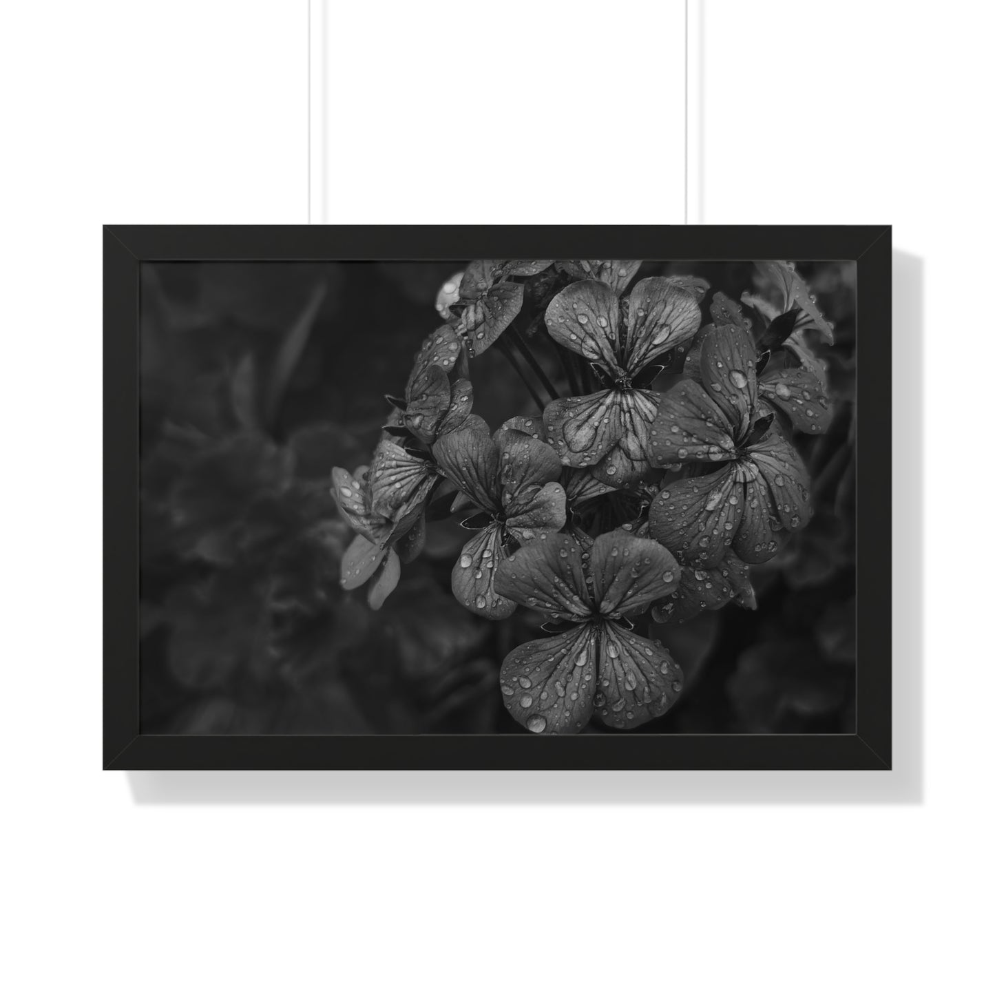 Geranium After a Light Rain Framed Print – Moody Botanical Floral Art, Monochrome Nature-Inspired Wall Decor