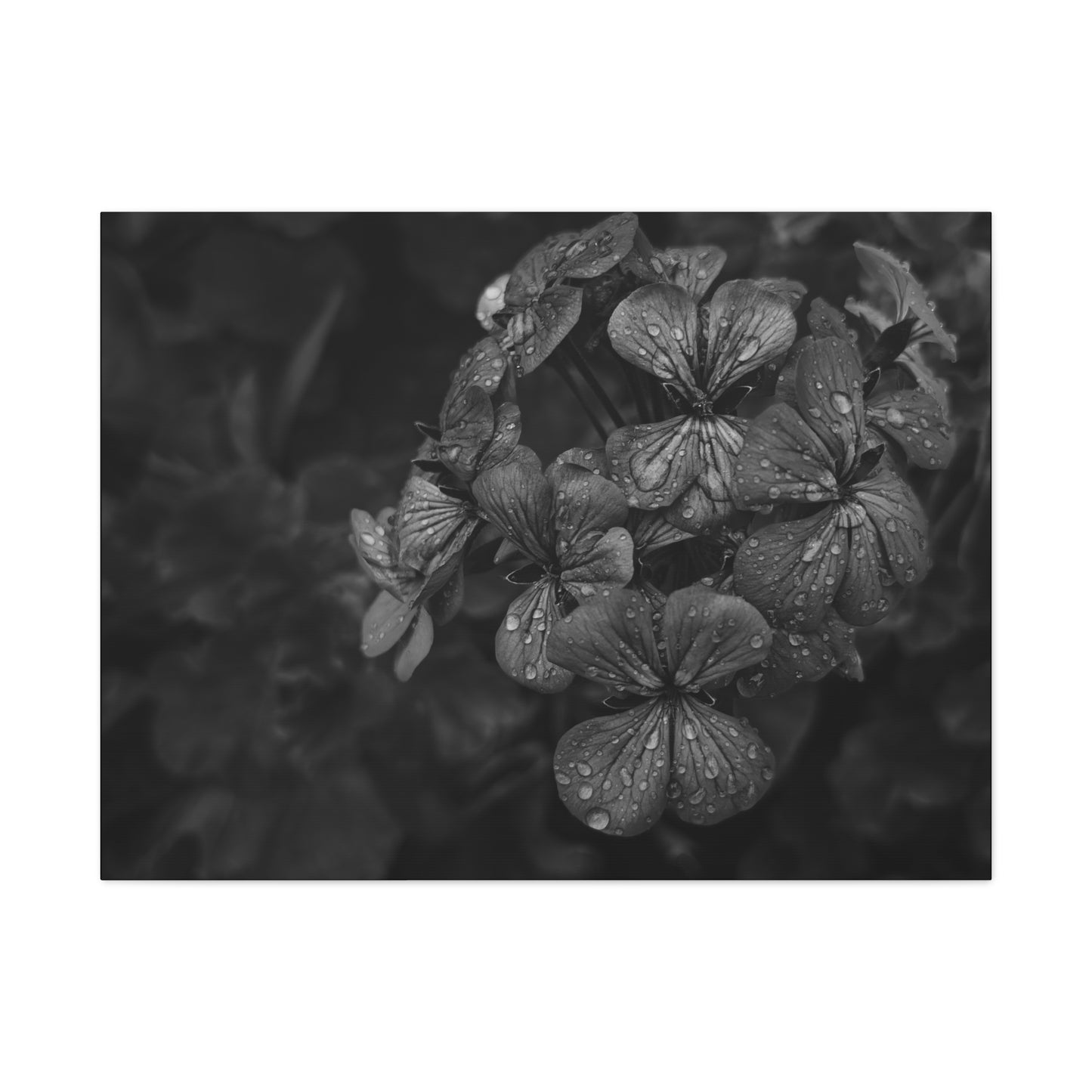 Artistic floral wall art featuring rain-kissed geraniums