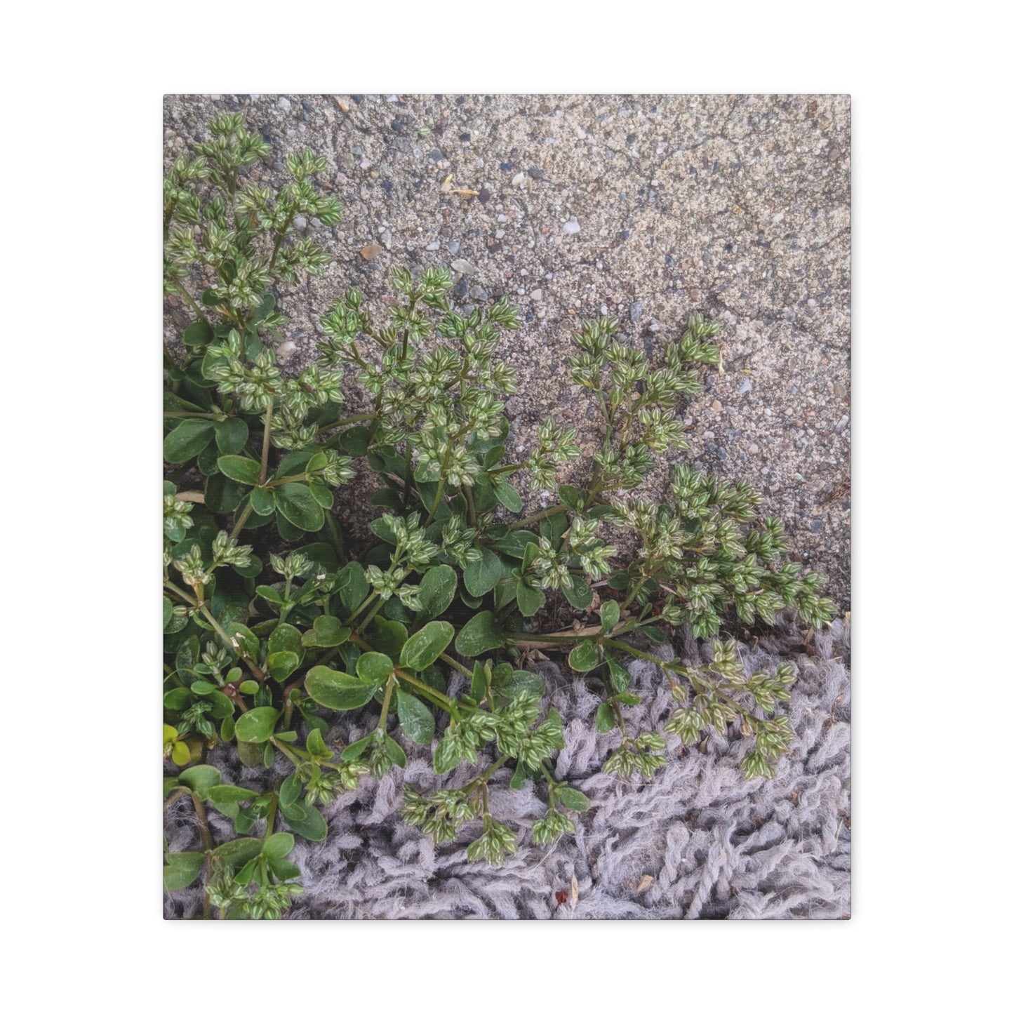 Where the Allseed Grows Canvas Print – Urban Nature Minimalist Botanical Wall Art with Concrete Texture