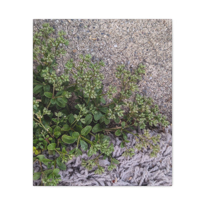 Where the Allseed Grows Canvas Print – Urban Nature Minimalist Botanical Wall Art with Concrete Texture