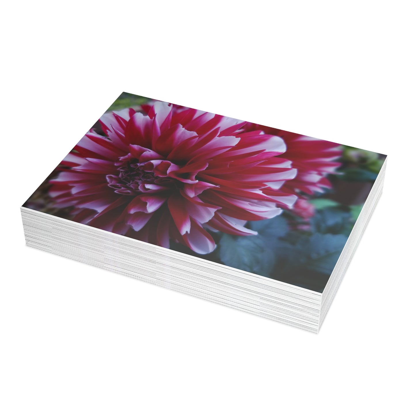 Red and White Dahlia Postcard – Botanical Floral Stationery for Garden-Inspired Correspondence