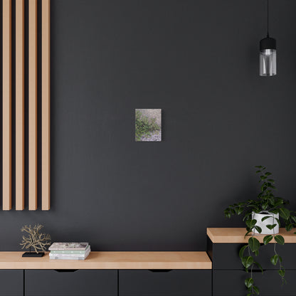 Where the Allseed Grows Canvas Print – Urban Nature Minimalist Botanical Wall Art with Concrete Texture