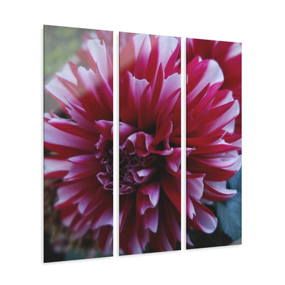 Red and White Dahlia Acrylic Triptych – Bold Floral Wall Art for Spring Inspired Modern Botanical Decor