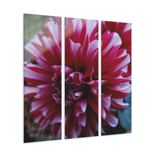 Red and White Dahlia Acrylic Triptych – Bold Floral Wall Art for Spring Inspired Modern Botanical Decor