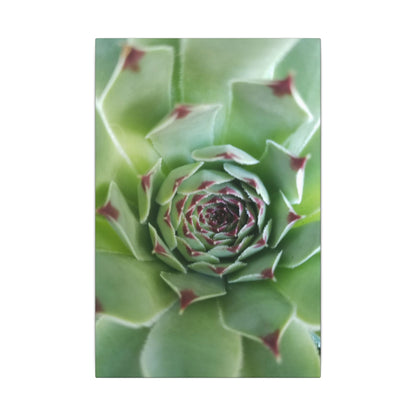 succulent wall art for living room
