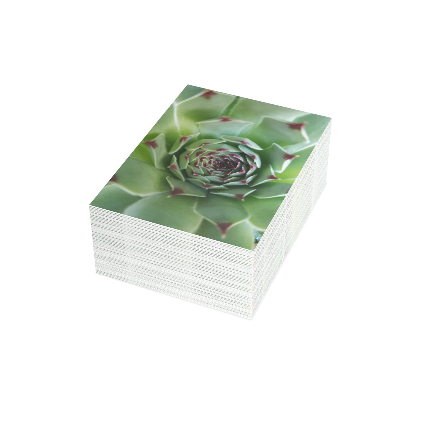 Pale Green Spiky Succulent Postcard – Botanical Art Print for Calm Minimalist Correspondence and Decor