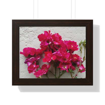 Bougainvillea Against White Stucco Wall Framed Print – Mediterranean Floral Wall Art, Summer Bloom Botanical Decor