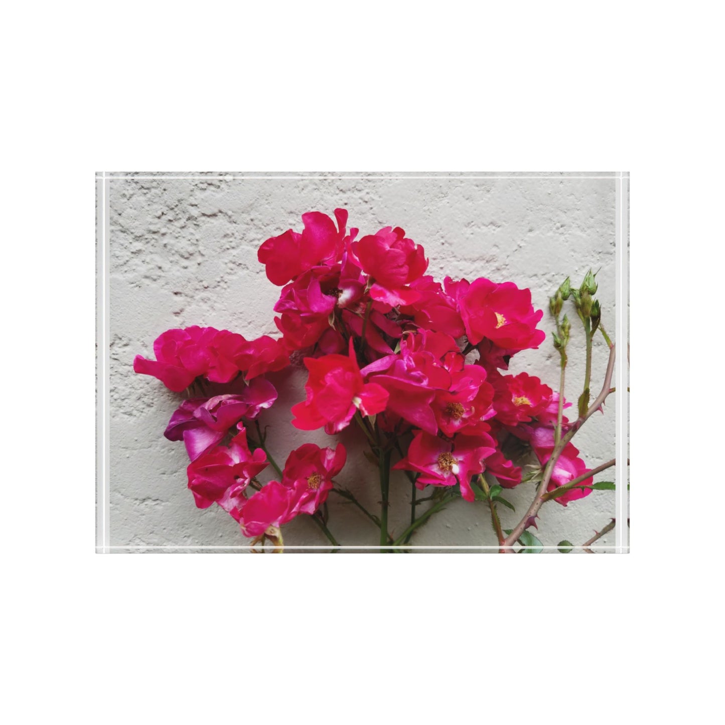 Bougainvillea Against White Stucco Wall Acrylic Print – Mediterranean Floral Wall Art, Summer Bloom Botanical Decor