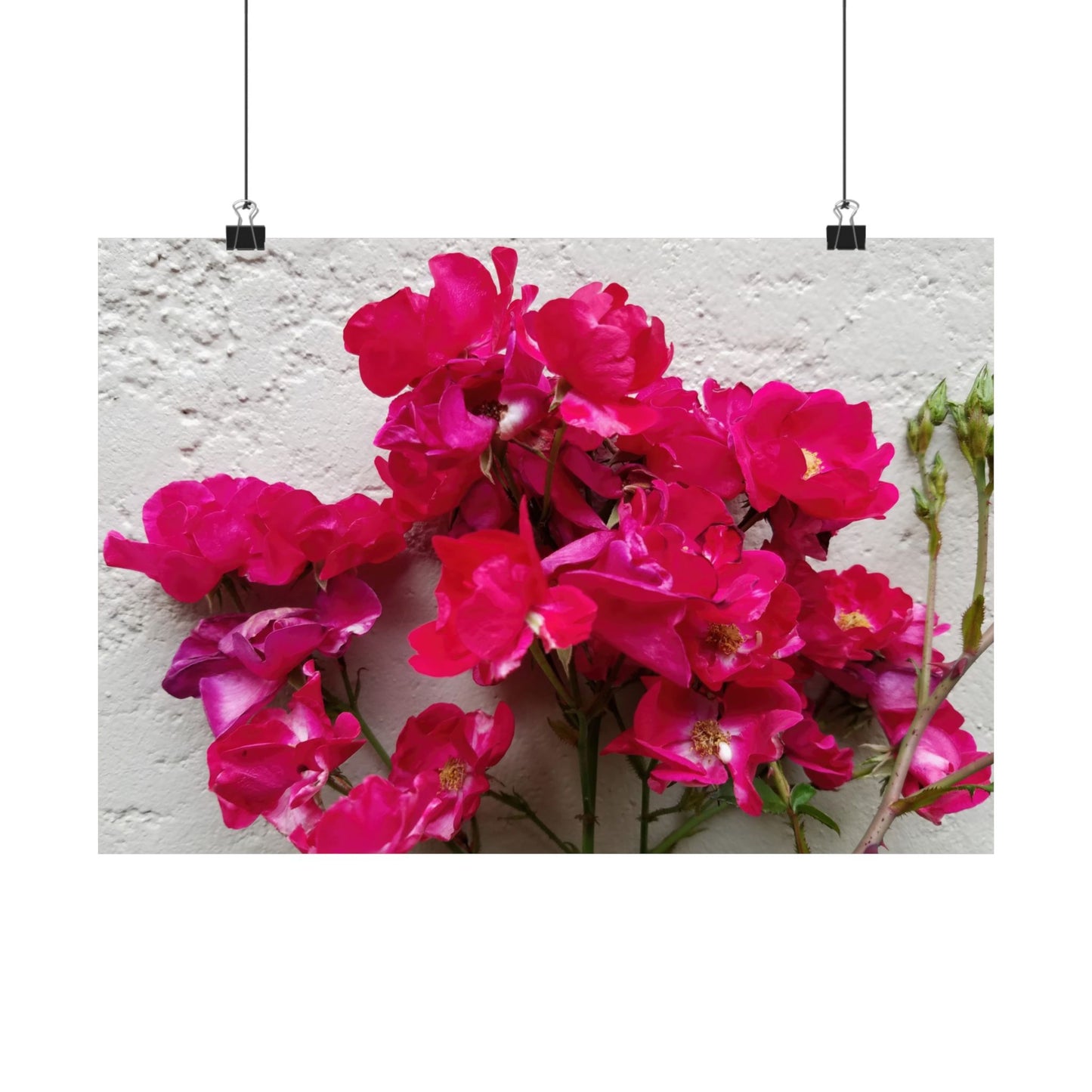 Bougainvillea Against White Stucco Wall Poster – Vibrant Floral Photography Wall Art