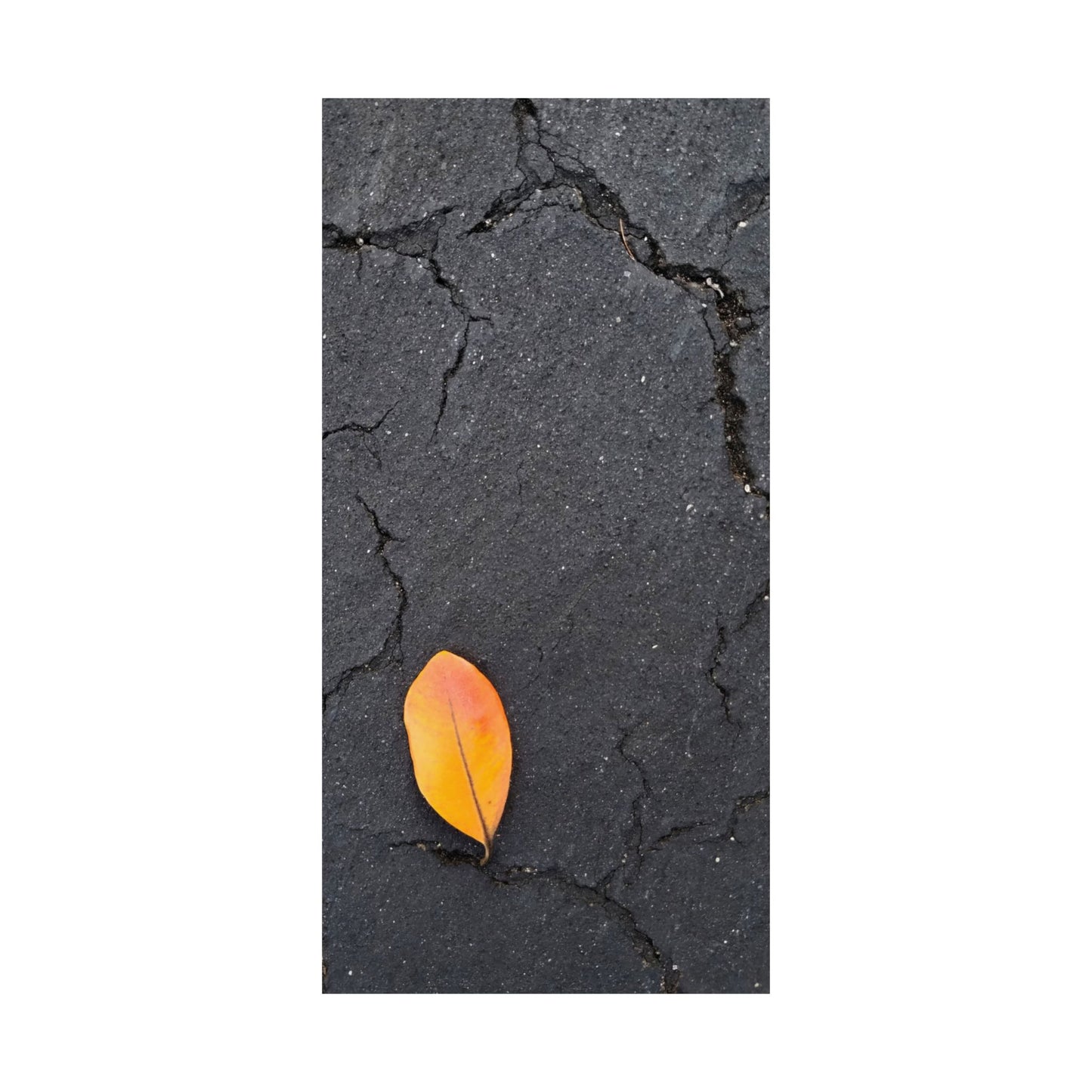Orange Leaf Against Black Concrete Poster – Minimalist Nature Photography Wall Art