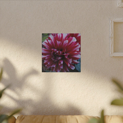 Red and White Dahlia Canvas Print – Bright Floral Nature Photography Wall Art