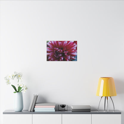 Red and White Dahlia Canvas Print – Bright Floral Nature Photography Wall Art