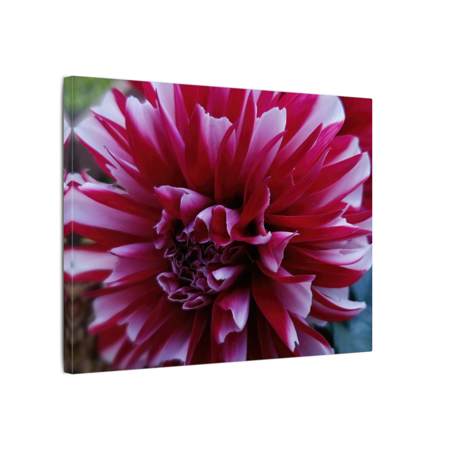 Red and White Dahlia Canvas Print – Bright Floral Nature Photography Wall Art