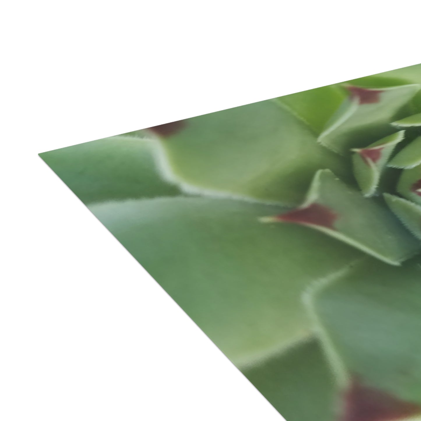 Pale Green Spiky Succulent Postcard – Botanical Art Print for Calm Minimalist Correspondence and Decor