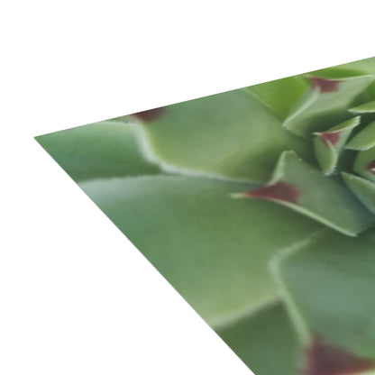 Pale Green Spiky Succulent Postcard – Botanical Art Print for Calm Minimalist Correspondence and Decor
