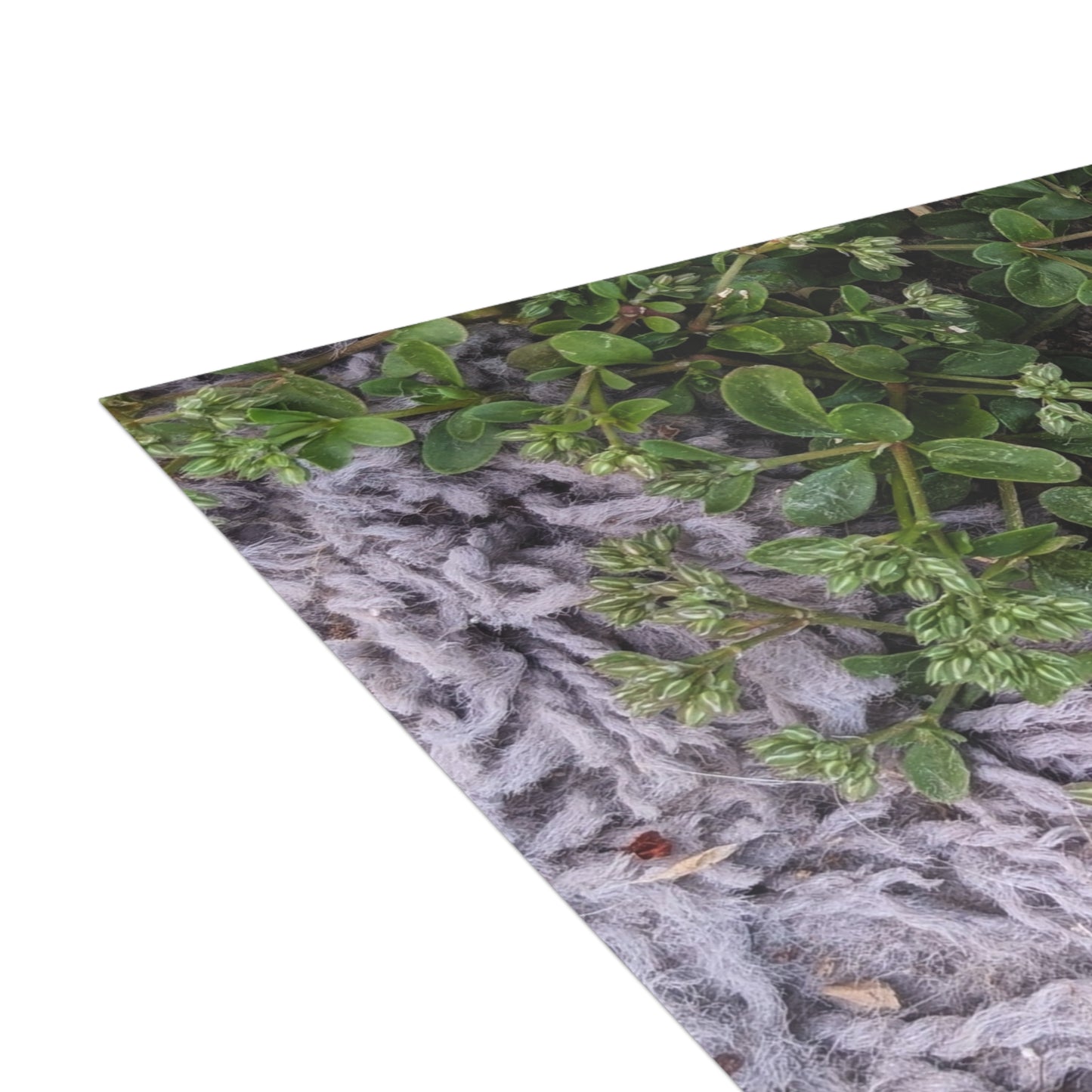 Where the Allseed Grows Postcard – Urban Nature Minimalist Botanical Stationery with Concrete Texture