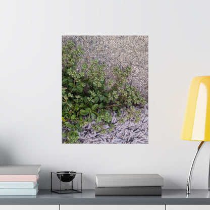 Where the Allseed Grows Poster – Urban Nature Minimalist Wall Art with Concrete Texture and Botanical Contrast