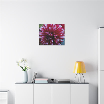 Red and White Dahlia Canvas Print – Bright Floral Nature Photography Wall Art