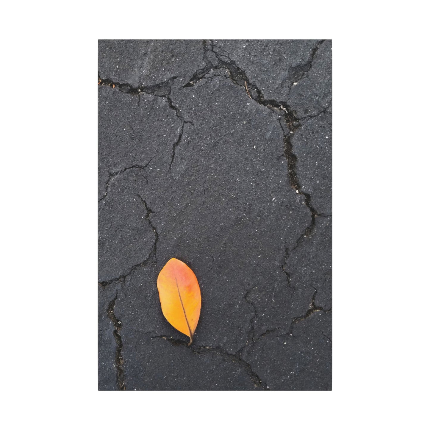 Orange Leaf Against Black Concrete Minimalistic Canvas Print – Contemporary Nature Photography Wall Art