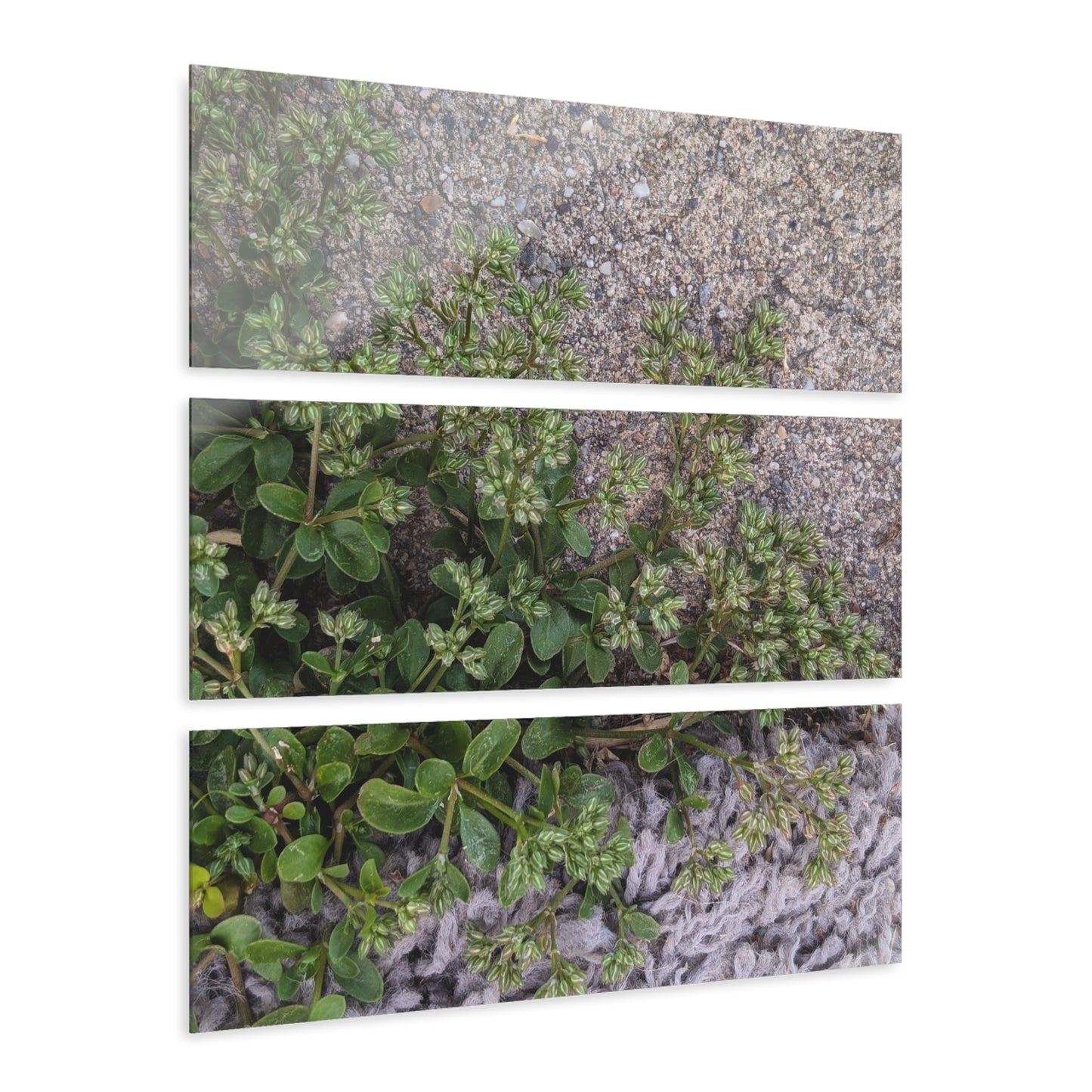 Where the Allseed Grows Acrylic Triptych – Urban Nature Minimalist Wall Art with Botanical Concrete Texture
