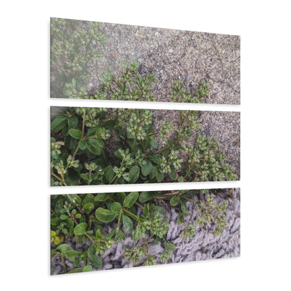 Where the Allseed Grows Acrylic Triptych – Urban Nature Minimalist Wall Art with Botanical Concrete Texture