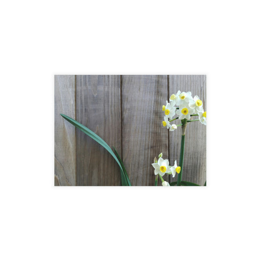 Daffodils by the Fence Postcard – Rustic Floral Spring Stationery for Cottagecore and Botanical Gift Giving