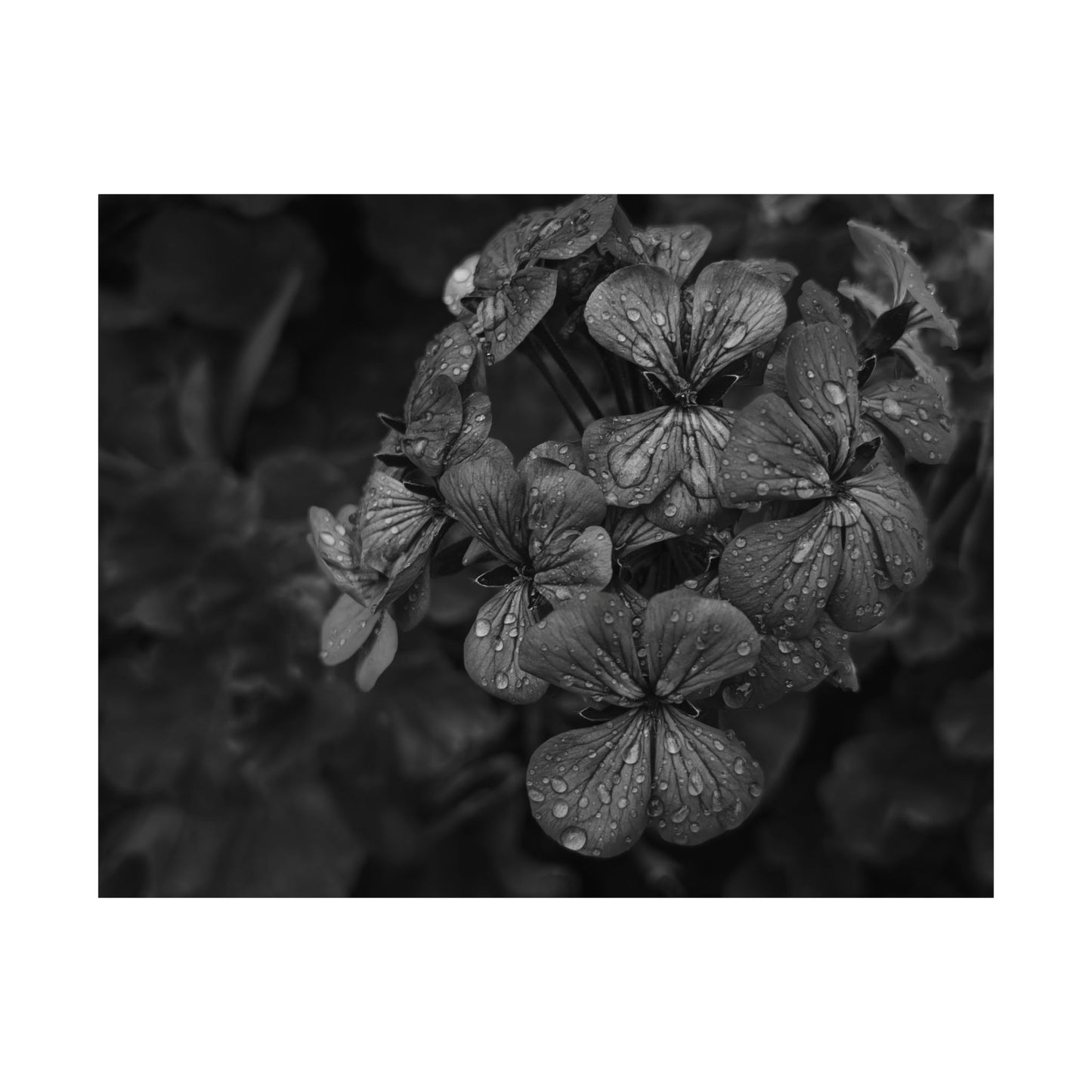 Geranium After a Light Rain Poster Print – Moody Botanical  Black and White Floral Photography Wall Art