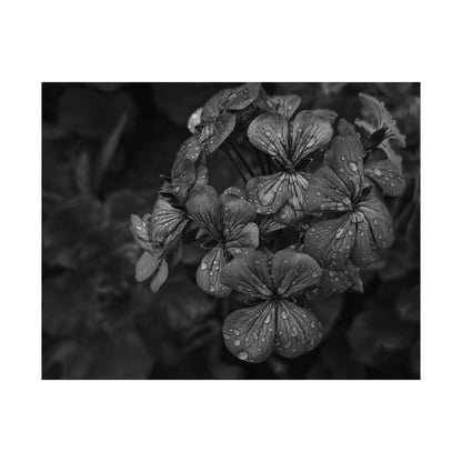 Geranium After a Light Rain Poster Print – Moody Botanical  Black and White Floral Photography Wall Art