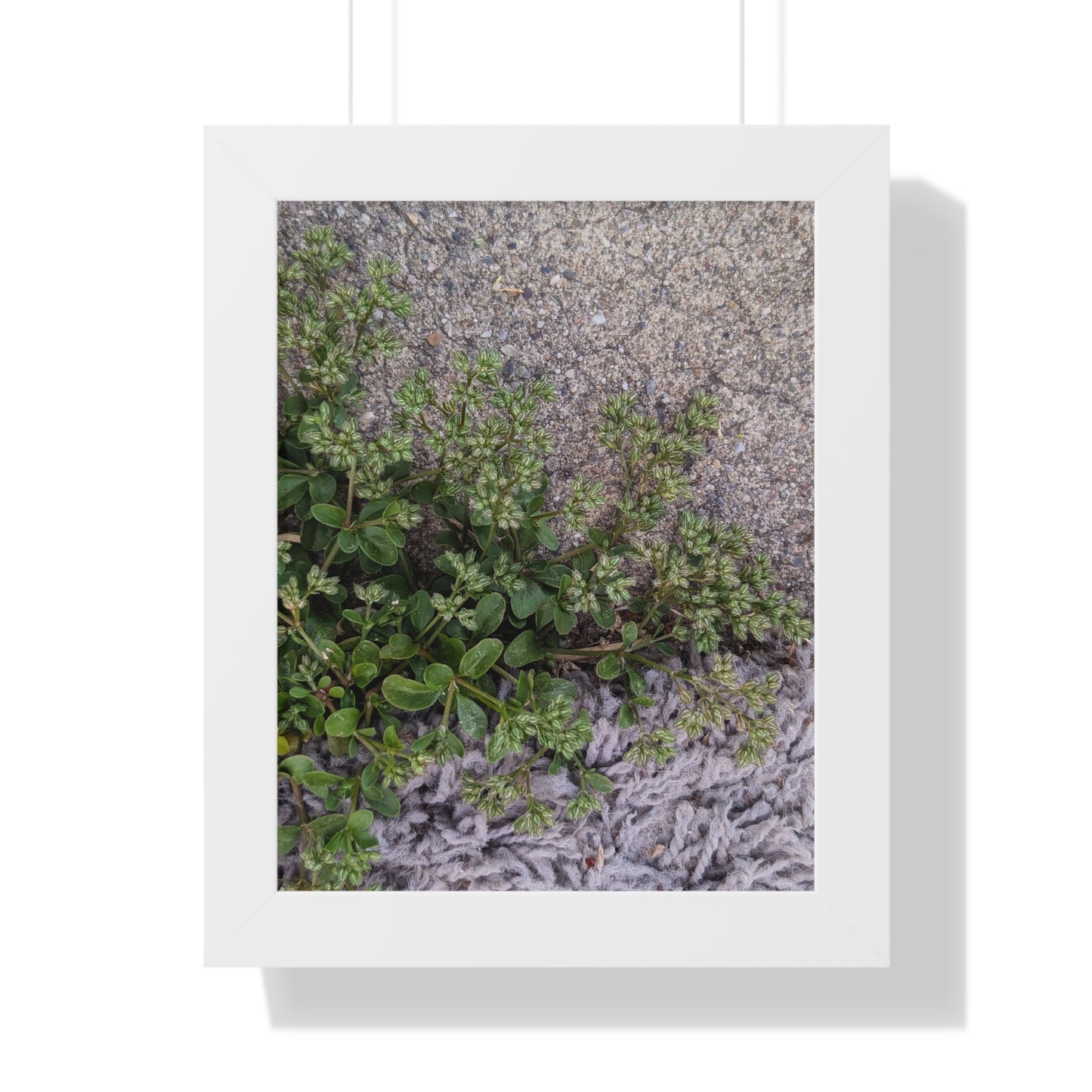 Where the Allseed Grows Framed Print – Urban Nature Minimalist Botanical Wall Art with Concrete Texture