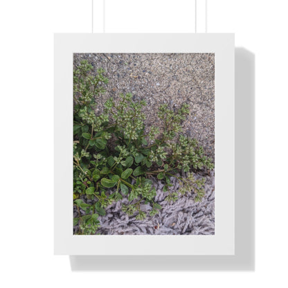 Where the Allseed Grows Framed Print – Urban Nature Minimalist Botanical Wall Art with Concrete Texture