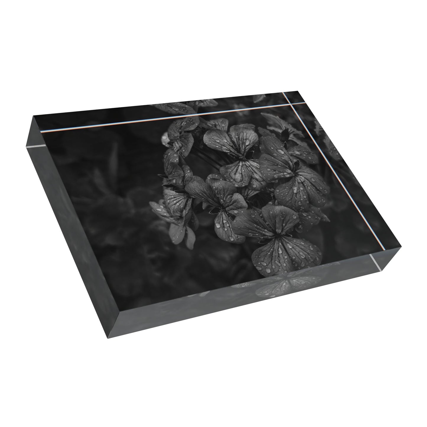 Geranium After a Light Rain Acrylic Block – Modern Moody Black and White Floral Botanical Home Decor Accent