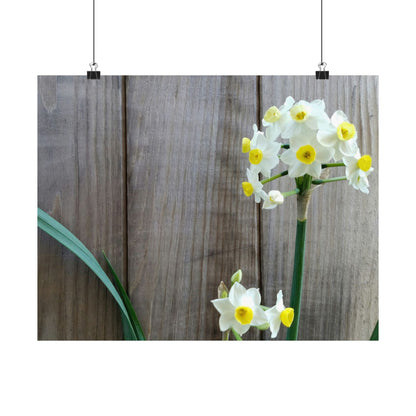 Daffodils by the Fence Poster – Rustic Spring Floral Wall Art for Cottagecore and Botanical Decor