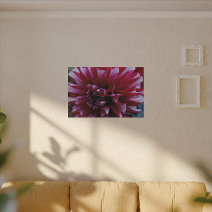 Red and White Dahlia Canvas Print – Bright Floral Nature Photography Wall Art