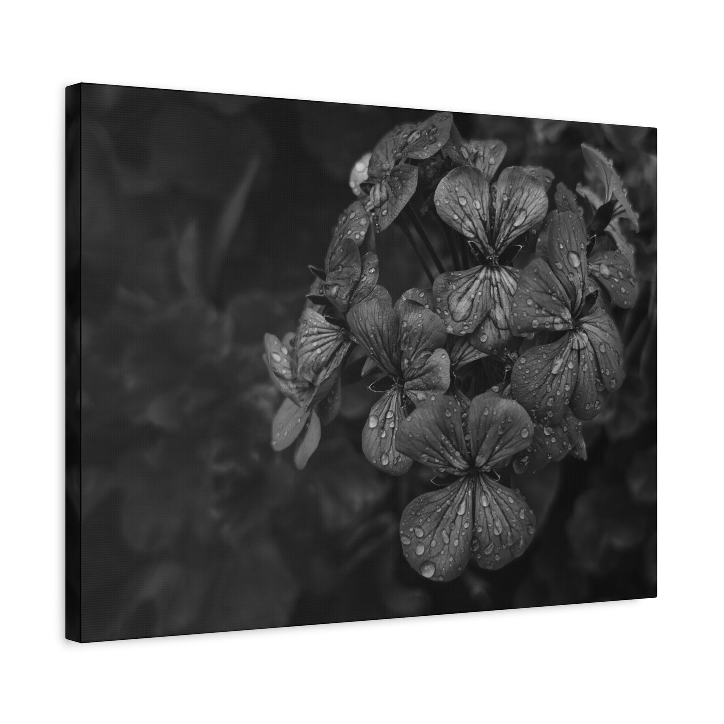 Romantic melancholy geranium wall canvas print in grayscale tones