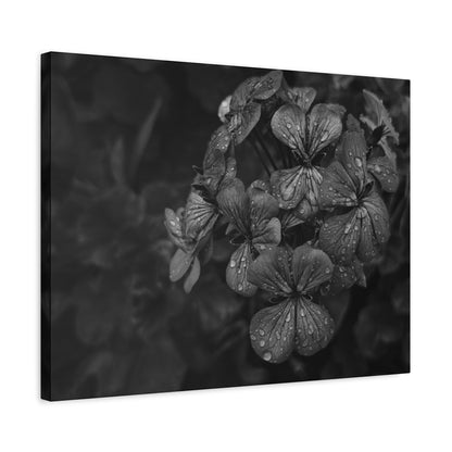 Romantic melancholy geranium wall canvas print in grayscale tones
