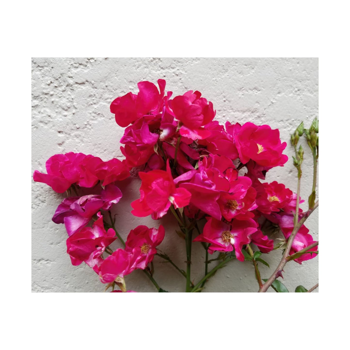 Bougainvillea Against White Stucco Wall Poster – Vibrant Floral Photography Wall Art