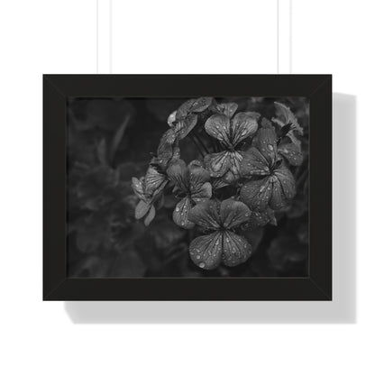 Geranium After a Light Rain Framed Print – Moody Botanical Floral Art, Monochrome Nature-Inspired Wall Decor