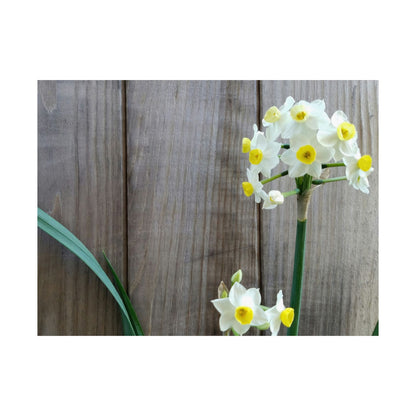 Daffodils by the Fence Poster – Rustic Spring Floral Wall Art for Cottagecore and Botanical Decor