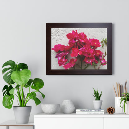 Bougainvillea Against White Stucco Wall Framed Print – Mediterranean Floral Wall Art, Summer Bloom Botanical Decor
