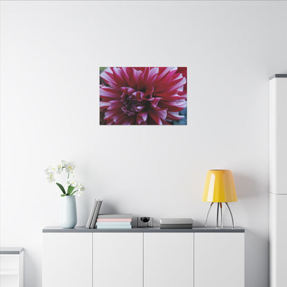 Red and White Dahlia Canvas Print – Bright Floral Nature Photography Wall Art