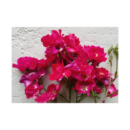Bougainvillea Against White Stucco Wall Poster – Vibrant Floral Photography Wall Art