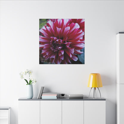 Red and White Dahlia Canvas Print – Bright Floral Nature Photography Wall Art