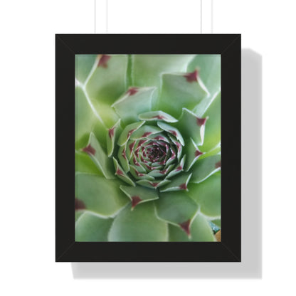 Pale Green Spiky Succulent Framed Print – Minimalist Botanical Wall Art for Desert-Inspired Interiors