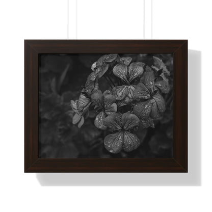 Geranium After a Light Rain Framed Print – Moody Botanical Floral Art, Monochrome Nature-Inspired Wall Decor