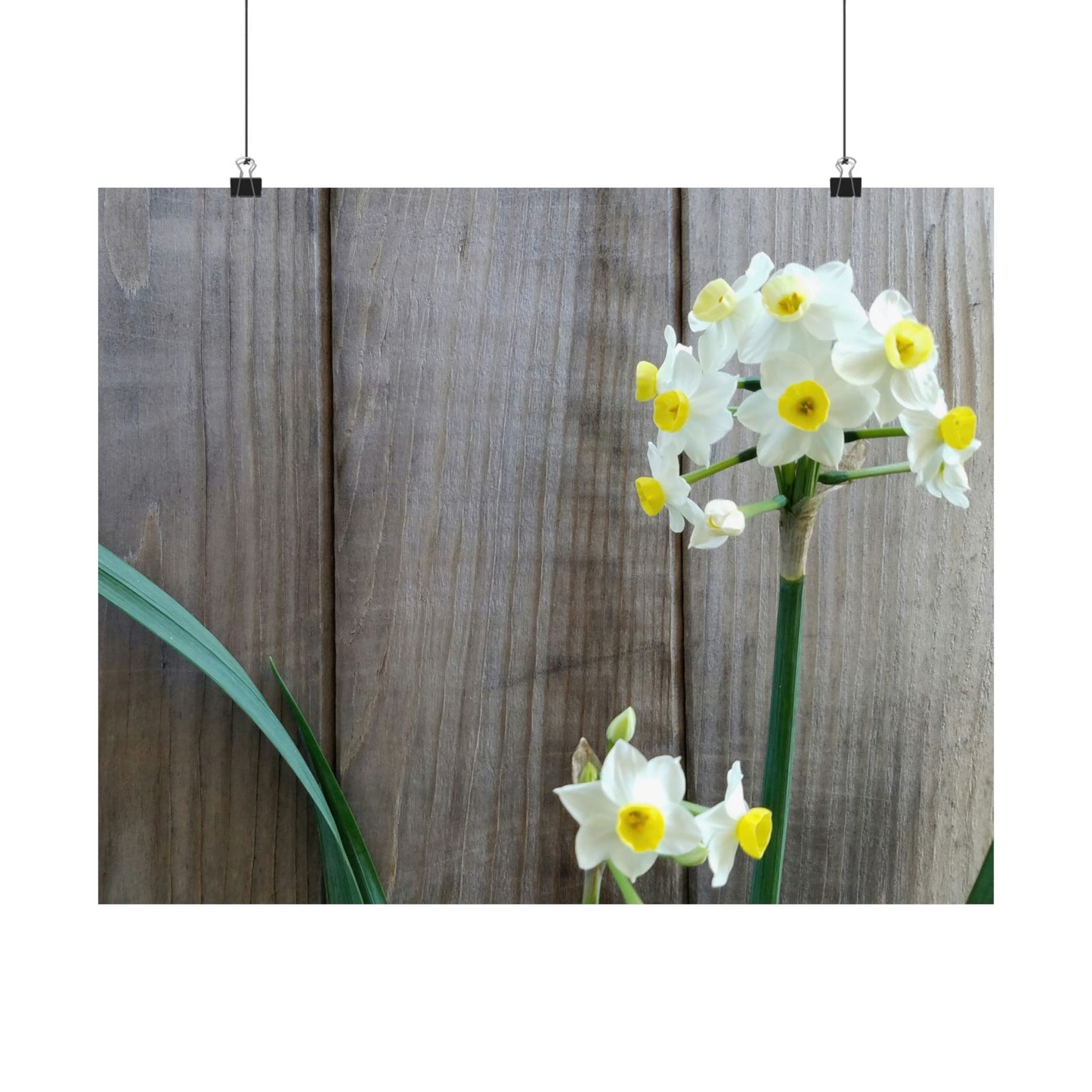 Daffodils by the Fence Poster – Rustic Spring Floral Wall Art for Cottagecore and Botanical Decor